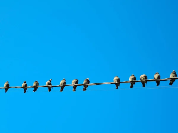 Muitos pombos em uns arames elétricos. Pombas sentadas em uma linha de energia sobre o céu . — Fotografia de Stock