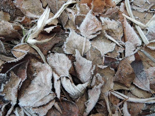 Outono caído folhas cobertas com geada no chão. geada, o início do inverno — Fotografia de Stock