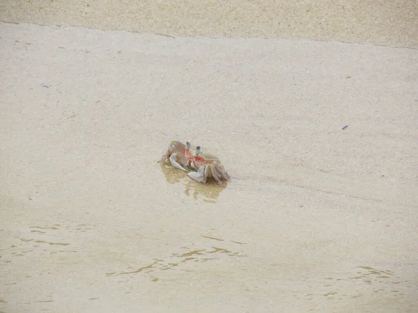 Upozorněte kraba ducha na pláži. Ocypode ryderi — Stock fotografie