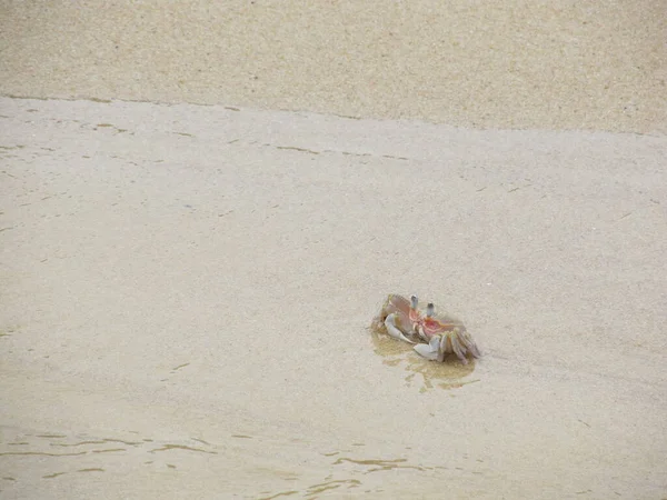 Alerta cangrejo fantasma en la playa. Ocypode ryderi — Foto de Stock