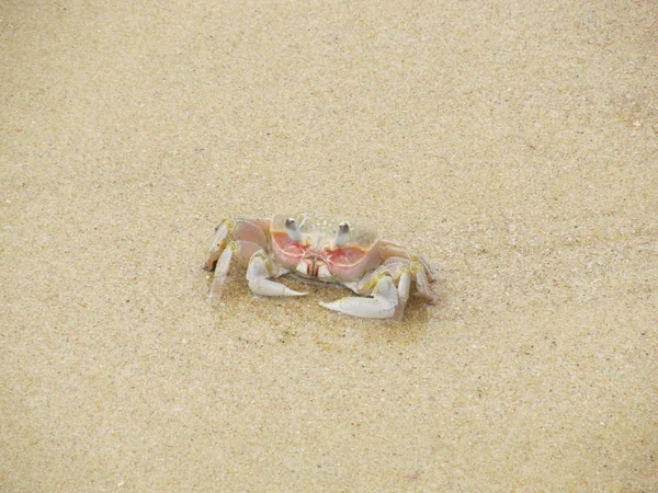 Alertem o caranguejo fantasma na praia. Ocypode ryderi — Fotografia de Stock