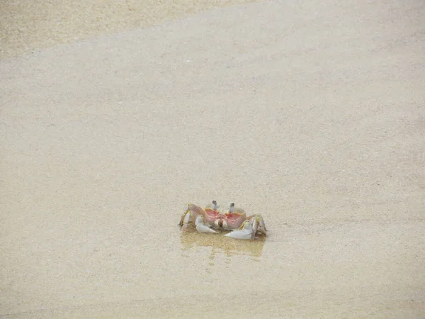 Waarschuw geestenkrab op het strand. Ocypode ryderi — Stockfoto