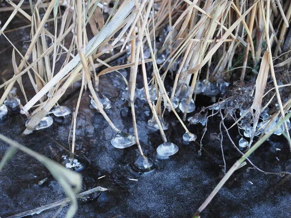 Rowing along the shore of a lake or river dry broken grass reeds covered with snow and ice, the water froze — ストック写真