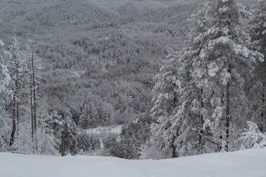 Kış ormanının güzel manzarası ve dağ yamacından ağaçların tepeleri