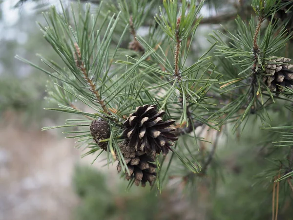 Pine branch in winter. Snow-capped pine branch swaying in the wind. Long needles. Closeup. Focus on foreground — Stock Photo, Image