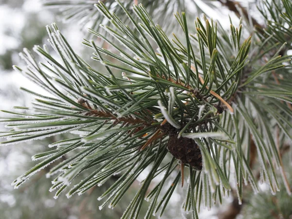 Pine branch with long needles and a cone in the frost. — Stock Photo, Image