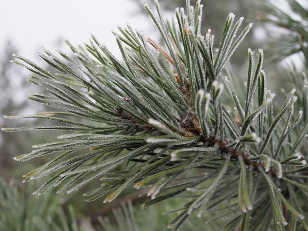Ramo di pino con aghi lunghi e un cono nel gelo . — Foto Stock