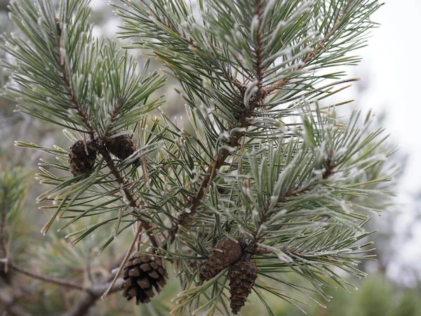 長い針と霜の中の円錐形の松の枝. — ストック写真