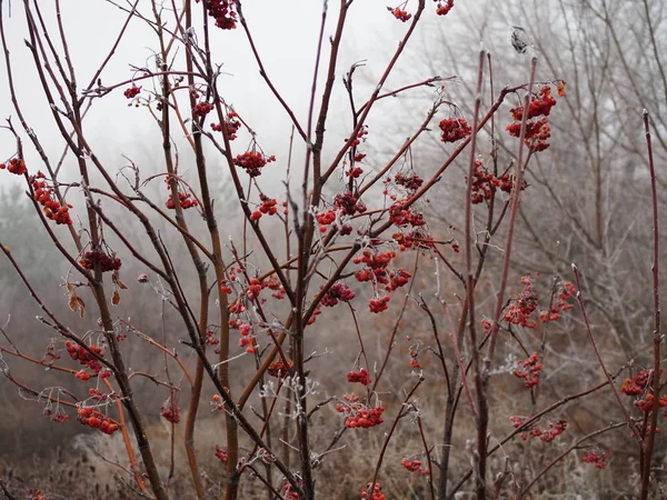 Um bando de bagas Rowan cobertas de neve em primeiro plano no fundo de outras bagas viburnum . — Fotografia de Stock