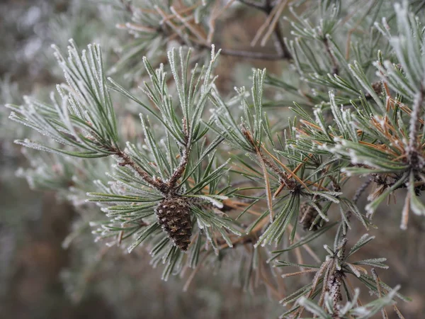 Branche de pin avec de longues aiguilles et un cône dans le gel . — Photo