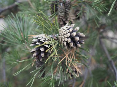 Uzun iğneli çam dalı ve dondurucu bir külah..
