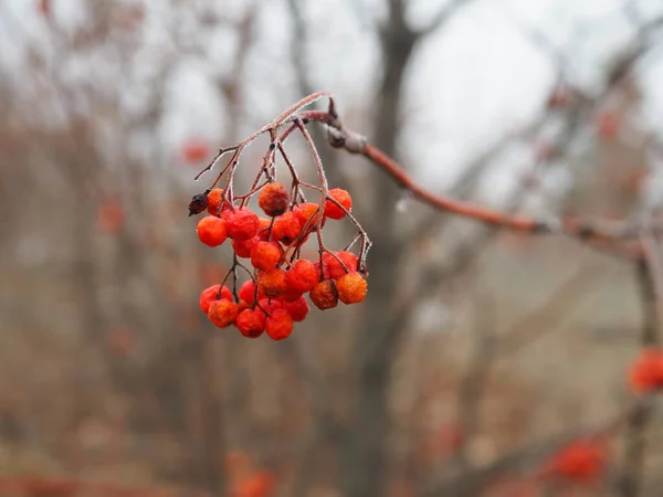 Grener av røde Rowan-bær dekket med frost på en kald dag, fugleføde om vinteren – stockfoto