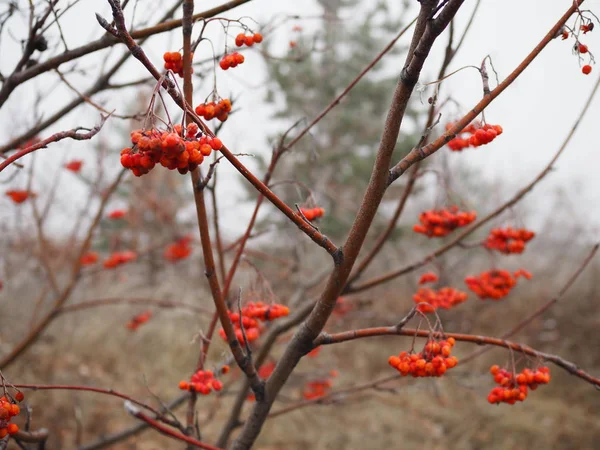 서리가 내리는 날씨에는 서리를 머금고 겨울에는 새의 먹이를 먹는 붉은 로완 열매의 가지 — 스톡 사진
