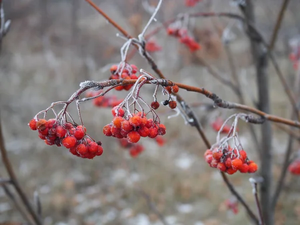 서리가 내리는 날씨에는 서리를 머금고 겨울에는 새의 먹이를 먹는 붉은 로완 열매의 가지 — 스톡 사진