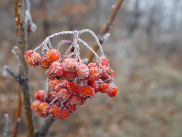 Ramo di bacche rosse di Rowan ricoperte di gelo primo piano in un giorno gelido, cibo per uccelli in inverno — Foto Stock