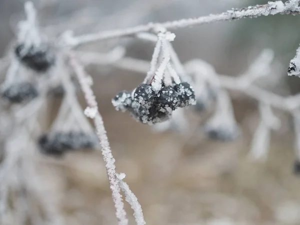 겨울에는 새들을 위한 먹이인 초크 베리의 가지가 서리에 바짝 붙어 있습니다. — 스톡 사진