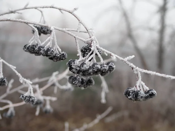 Větev z bobulí chokeberry pokrytá mrazem zblízka za mrazivého dne, potrava pro ptáky v zimě — Stock fotografie