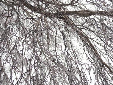 Güzel asılmış huş dalları, buzla kaplanmış.