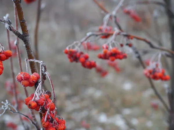 Gałąź czerwonych jagód Rowan pokryta mrozem z bliska w mroźny dzień, karma dla ptaków w zimie — Zdjęcie stockowe