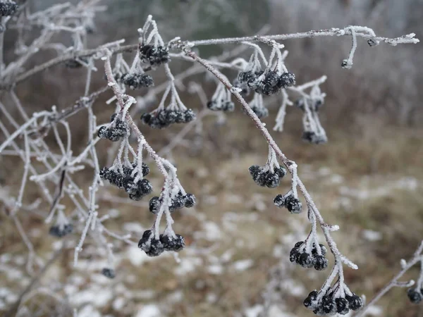 Gałąź jagód aronii porośniętych mrozem w mroźny dzień, pokarm dla ptaków w zimie — Zdjęcie stockowe