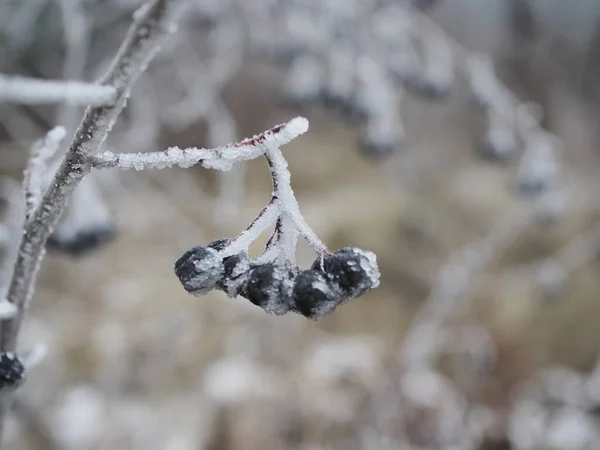 Větev z bobulí chokeberry pokrytá mrazem zblízka za mrazivého dne, potrava pro ptáky v zimě — Stock fotografie