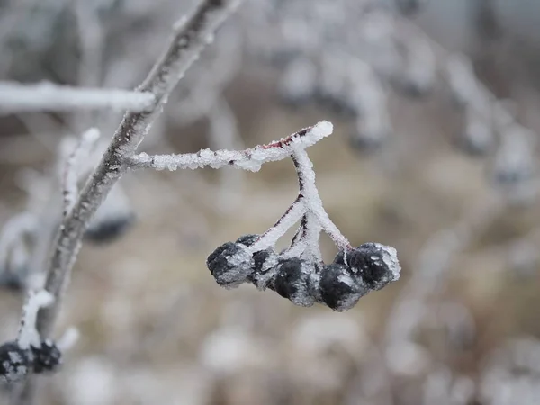 Ramo de bagas de chokeberry cobertas de geada close-up em um dia gelado, comida para pássaros no inverno — Fotografia de Stock