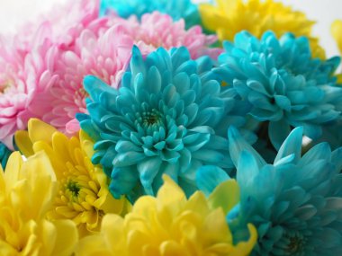 Güzel mavi kasımpatı çiçeği yakından. Çiçek arkaplanı