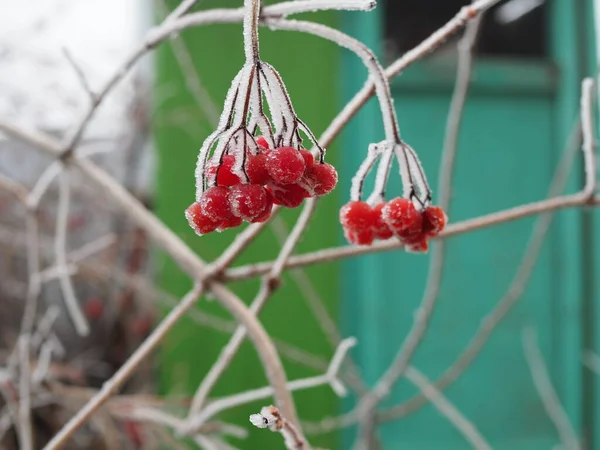 Gałąź czerwonych jagód viburnum pokryta mrozem — Zdjęcie stockowe