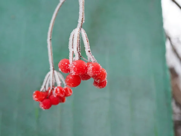 Ramo di bacche rosse viburno ricoperto di gelo — Foto Stock