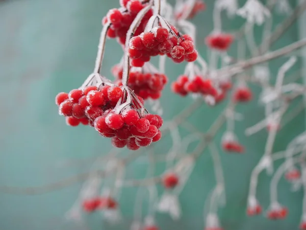 Κλαδί του viburnum κόκκινων μούρων καλυμμένο με πάγο — Φωτογραφία Αρχείου