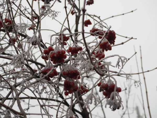 Branch of red berries viburnum covered with frost — Stock Photo, Image