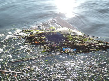 Baraj gölünün kirliliği, sahil şeridindeki alglerle karışmış plastik.