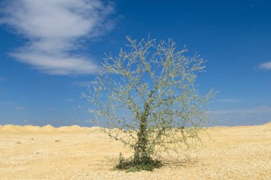 Güneşin altındaki ağacın arka planı. Büyük bir çölde, mavi bir gökyüzünün altındaki kum tepesinde ağaç dikiliyordu. Çölde birkaç yeşil bitki vardır ve ağacın kökleri kumun üzerindedir..