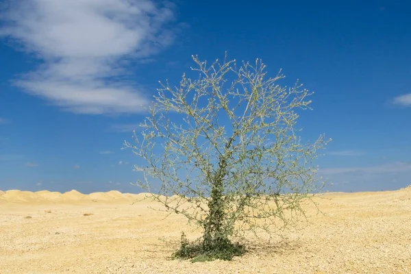 Achtergrond van de boom onder de zon. boom staan op de duin in grote woestijn onder een blauwe hemel. In de woestijn zijn er een paar groene planten en de wortels van de boom zijn op het zand. — Stockfoto