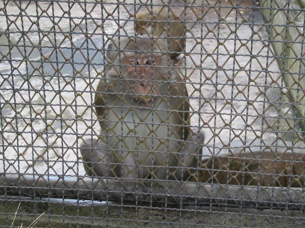 Een aap zit in een dierentuin achter de tralies. — Stockfoto