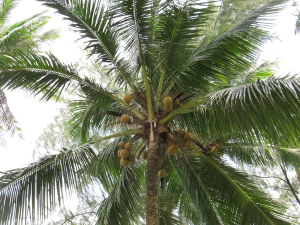 palm tree with coconuts, view from bottom to top