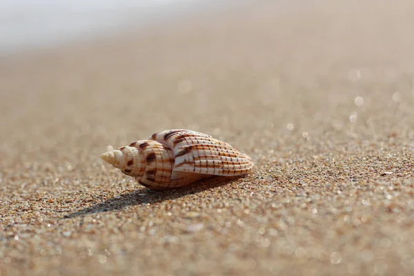 Θάλασσα ριγέ κοχύλι σε μια αμμώδη καθαρή ομαλή παραλία σε μια ηλιόλουστη μέρα — Φωτογραφία Αρχείου