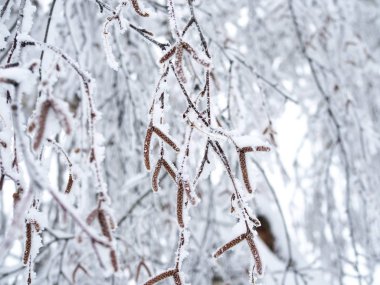 Kış huş ağaçları karlı doğa