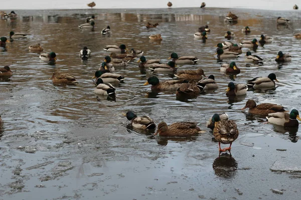 Paysage hivernal. Étang de canard congelé dans le parc . — Photo