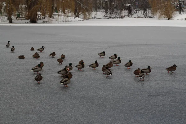 Paysage hivernal. Étang de canard congelé dans le parc . — Photo