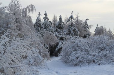 Karla kaplı ağaçlarla kaplı güzel kış manzarası
