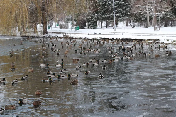 Beaucoup de canards nagent dans l'étang de congélation . — Photo