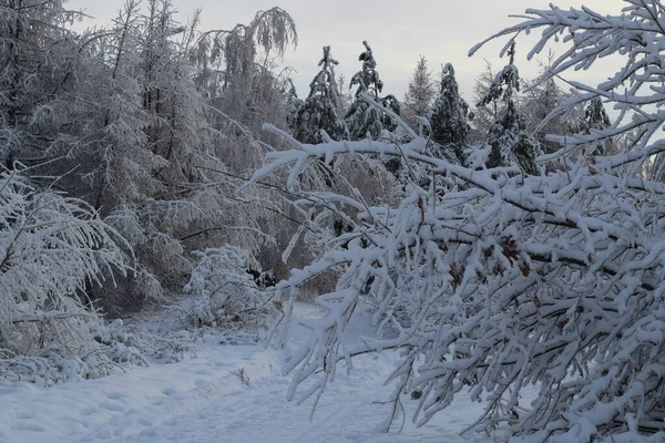 Karla kaplı ağaçlarla kaplı güzel kış manzarası