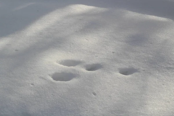Rabbit tracks on fluffy snow close up — Stock Image Rabbit tracks on fluffy snow close up Royalty Free Stock Photos