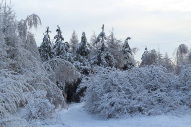 Karla kaplı ağaçlarla kaplı güzel kış manzarası