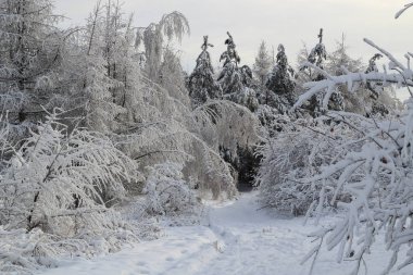 Karla kaplı ağaçlarla kaplı güzel kış manzarası