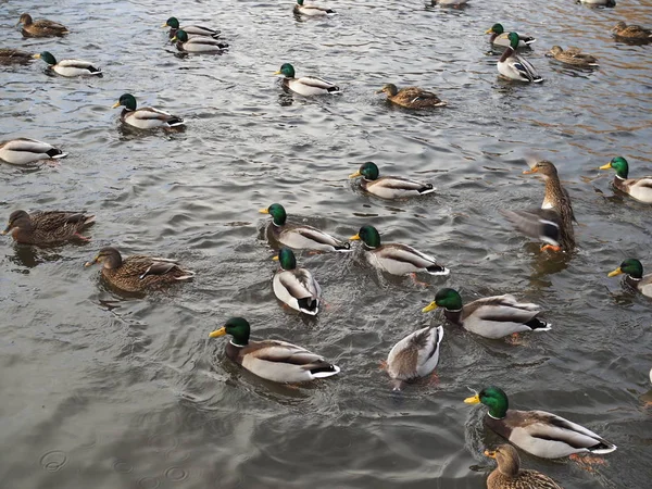 Viele Enten auf dem Wasser aus nächster Nähe. — Stockfoto