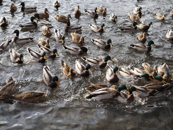 Aç vahşi ördekler, gölde kalabalık içinde yemek için savaşır. — Stok fotoğraf