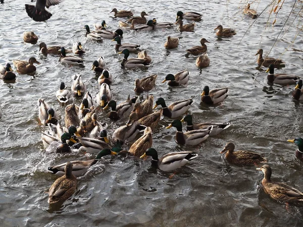 Hungrige Wildenten kämpfen in Menschenmenge am See um Futter — Stockfoto