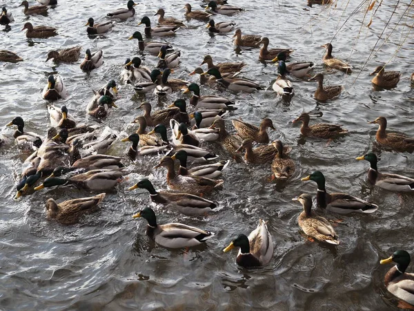Hladové divoké kachny bojují o jídlo v davu u jezera — Stock fotografie
